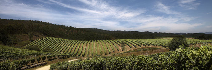 paisajes de viñedos en Rueda Valladolid