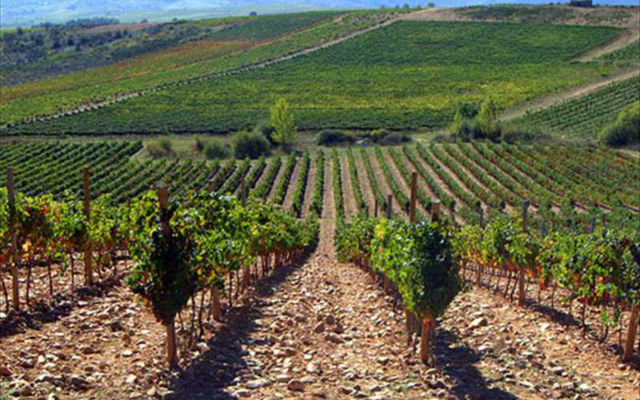 Viñedos de Vinos de la Tierra de Castilla y León