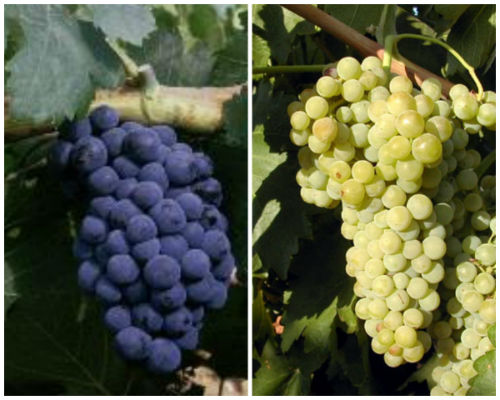Variedades de uva típicas de la DOP Sierra de Salamanca