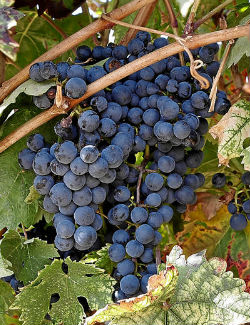 Variedad de uva Tempranillo de la Ribera del Duero