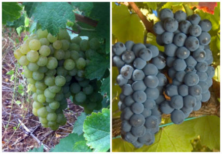 Variedades de uva de El Bierzo