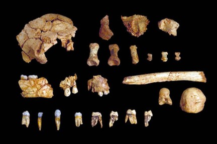 Restos encontrados en la Gran Dolina - Imagen de Burgospedia