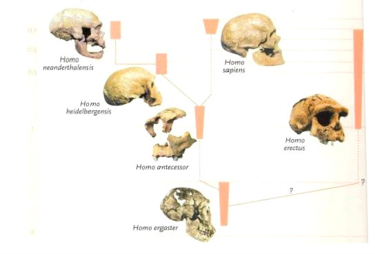 Tipos de humanos encontrados en Atapuerca