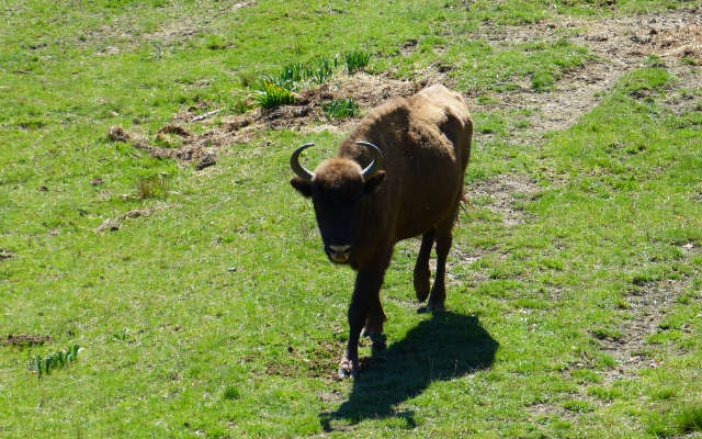 Cría de bisonte europeo criado en la reserva - Destino Castilla y León