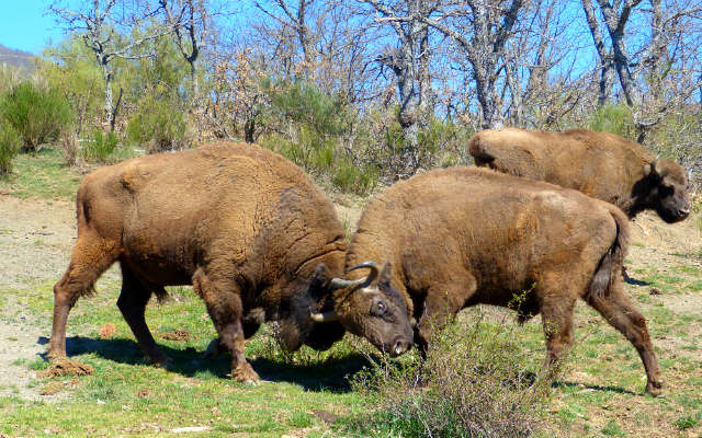 Bisontes europeos en la reserva - Destino Castilla y León