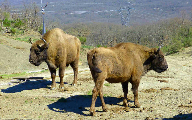 Bisontes europeos en Bison Bosanus - Destino Castilla y León