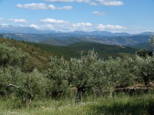 El olivar en Herguijuela de la Sierra es parte del paisaje de Sierra de Francia - Destino Castilla y León