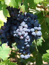 variedad de uva Juan Garcia