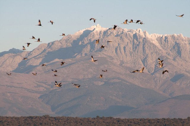Grullas en la sierra de Gredos Sur avistar aves en Castilla y León