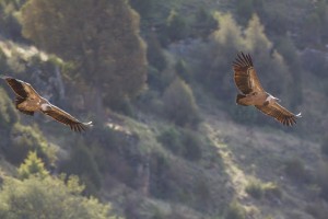 Buitres leonados en las Hoces de Río Duratón