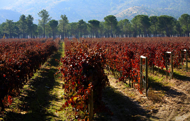 Escapada a la Ribera del Duero