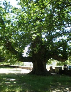 Castanos milenarios de la Alcobilla - Destino Castilla y León