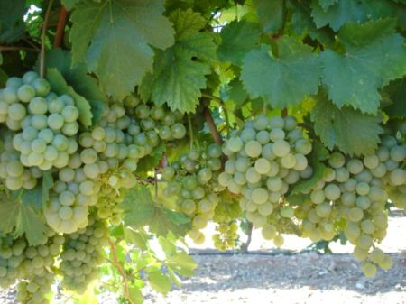 Variedad de uva verdejo - Destino Castilla y León