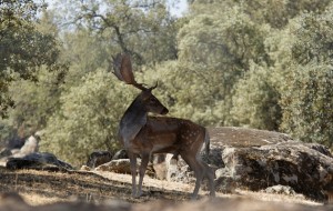 Gamo en el coto de caza de Riofrío - Destino Castilla y León