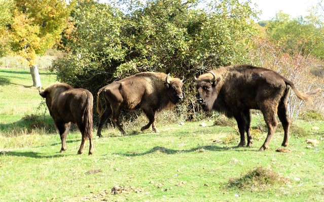 Bisontes en libertad en el safari por Paleolítico Vivo - Destino Castilla y León