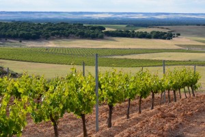 Viñedos de Valdestillas - Destino Castilla y León