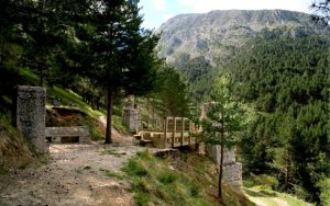 Pinar de Velilla del río Carrion, en la Ruta de los Pantanos de Palencia