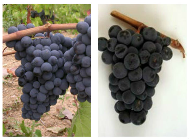 Variedades de uvas típicas de la Denominación de Origen Arribes