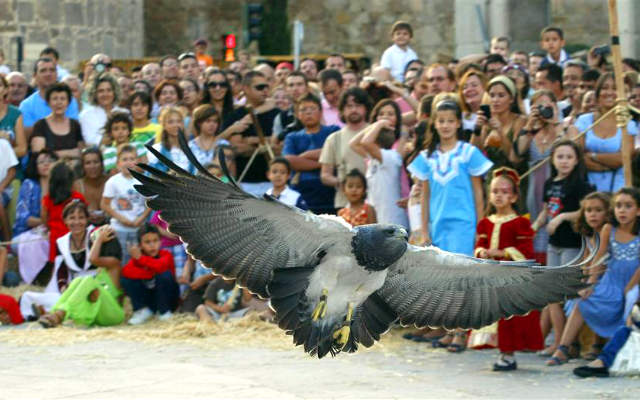 Exhibición de cetrería