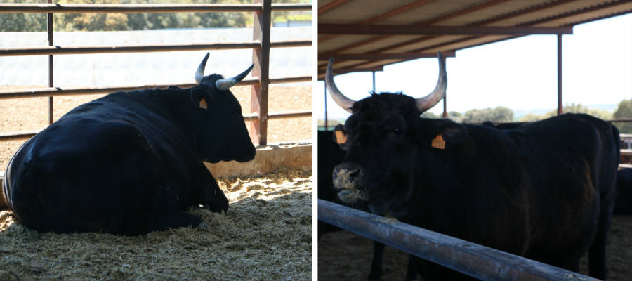 Vacas de Wagyu en sus establos - Destino Castilla y León