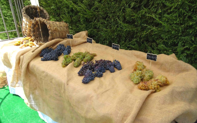 Variedades de uva recogidas en el Museo del Vino - Imagen del Museo del Vino Pagos del Rey