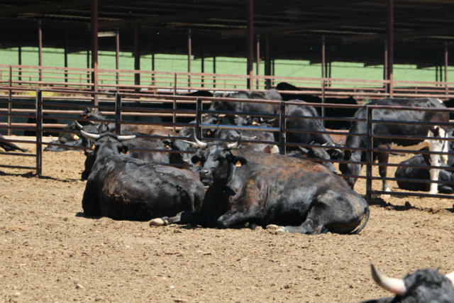 Vacas de Wagyu en la Granja Santa Rosalía - Destino Castilla y León