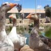Gansos en el Zoo la Era de las Aves