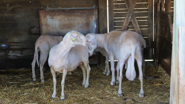 Establo de ovejas en el Centro Matallana - Destino Castilla y León