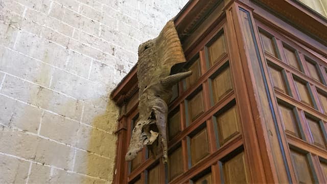 Exvoto de un caimán venido desde América en la puerta de Santa María de Mediavilla de Medina de Rioseco - Destino Castilla y León