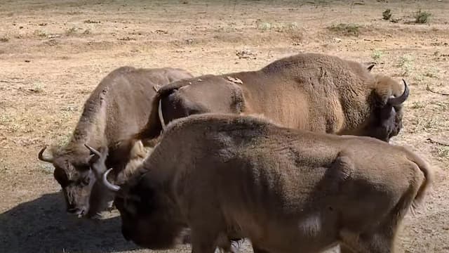 Grandes machos de bisonte europeo - Destino Castilla y León