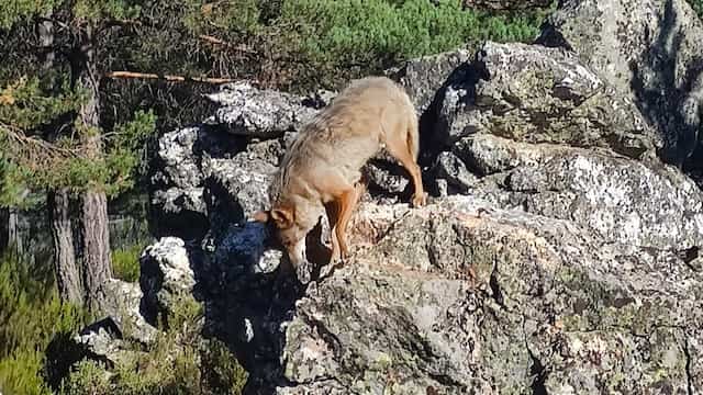 Lobo del centro del lobo ibérico - Imagen de Bodega Ateneo