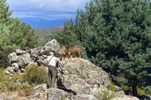 Visita al Centro del Lobo Ibérico de Castilla y León - Destino Castilla y León