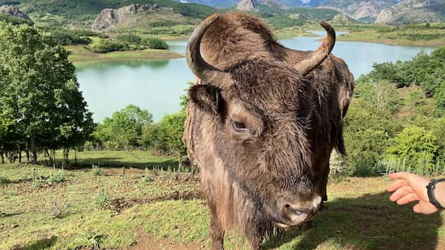 Bisonte hembra en la reserva - Destino Castilla y León