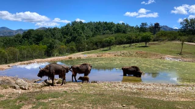 Bisontes europeos en la chaca de la reserva - Destino Castilla y León
