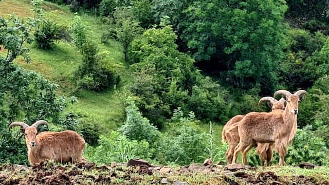 Cabras en la reserva del Museo de la Fauna Salvaje - Destino Castilla y León