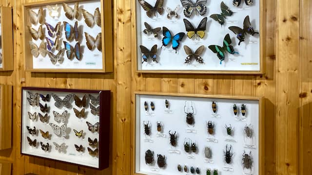 Colección de mariposas y otros insectos del Museo de la Fauna Salvaje - Destino Castilla y León