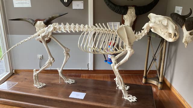 Esqueleto de un tigre de la sala de anatomía - Destino Castilla y León