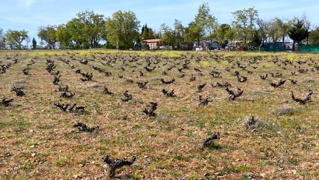 Majuelo de Puesta en Cruz en Formariz - Destino Castilla y León