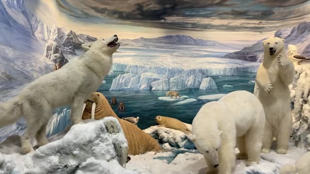 Sala de la fauna del Ártico - Destino Castilla y León