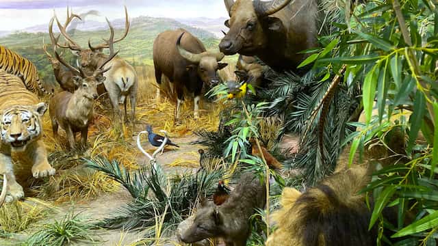 Sala de la jungla asiática en el Museo de la Fauna Salvaje - Destino Castilla y León