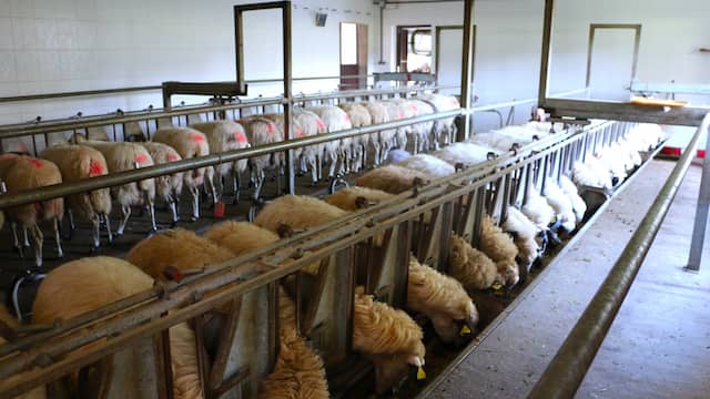 La explotación ganadera ovina que proporciona la leche - Destino Castilla y León