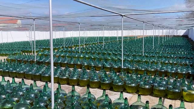 Campa con botellas damajuana con vino en Bodegas de Alberto - Destino Castilla y León