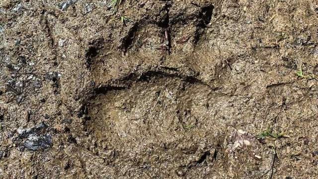 Huella de oso por Laciana - Imagen de FOA