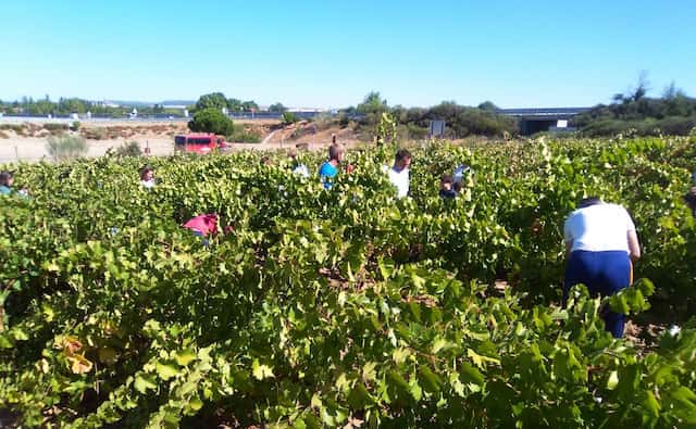 Vendimiando en los majuelos de Boecillo - Imagen de El Norte de Castilla Fiesta de la Vendimia de Boecillo 2026