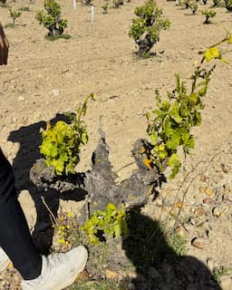 Cepas de la finca La Almendera, de Bodegas Muelas - Destino Castilla y León La zonificación, un recurso más de la Ruta del Vino de Rueda