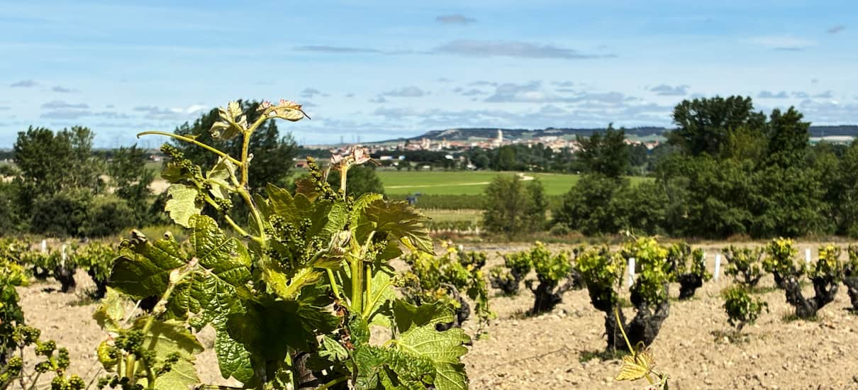 La zonificación, un recurso más de la Ruta del Vino de Rueda