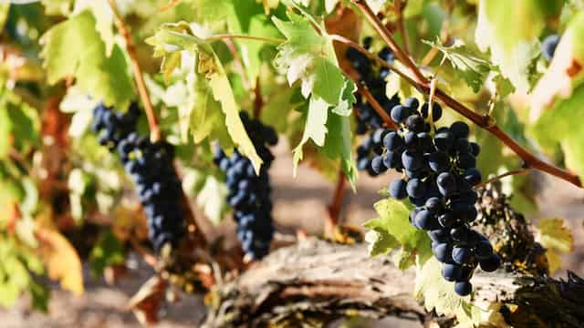 Racimos de tempranillo de Bodegas Comenge - Imagen de la bodega Guardianes del Viñedo