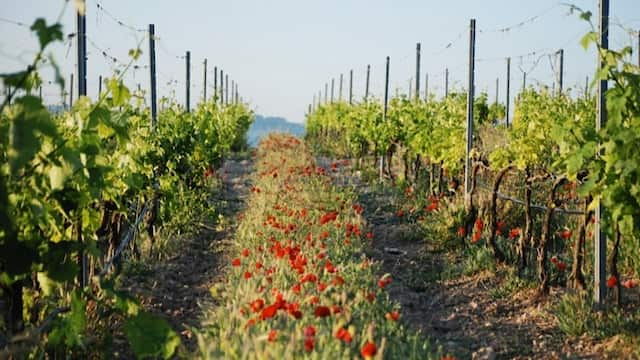 Viñedo de Bodegas Comenge - Imagen de la bodega Guardianes del Viñedo