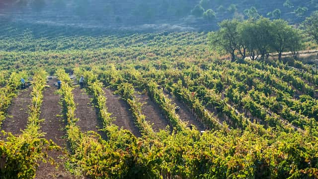 Vendimia en Bodegas Comenge en Curiel del Duero - Imagen de Bodegas Comenge Guardianes del Viñedo