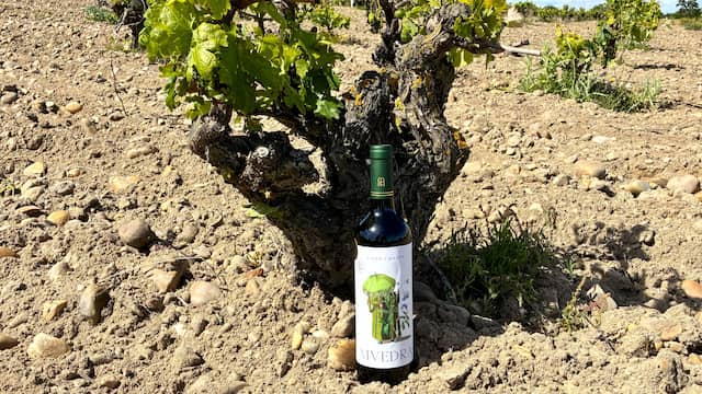 Vino tinto Muedra, el primer tinto calificado como Gran Vino de Rueda, de Bodegas Muelas - Destino Castilla y León